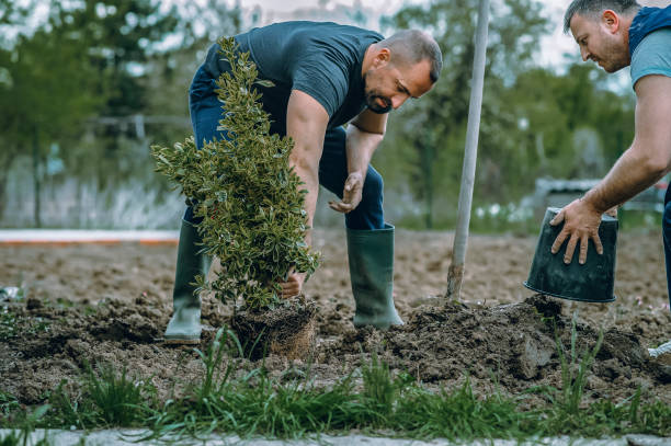 Best Root Management and Removal  in Lemmon, SD